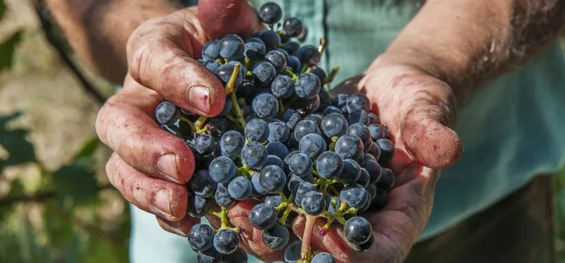 grapes quercetin image